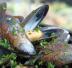 Impepata di cozze