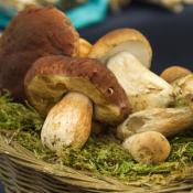Funghi trifolati