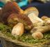 Funghi trifolati
