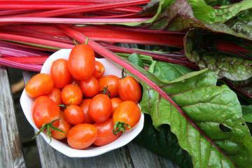 Bietole al pomodoro