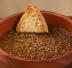 Lenticchie al vapore