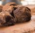Praline al cioccolato
