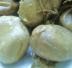 Tortiglioni fave e spumante 
