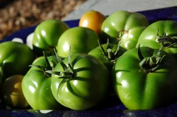 Pomodori verdi sott'olio
