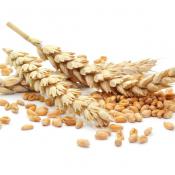 Insalata di orzo