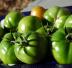 Pomodori verdi sott'olio