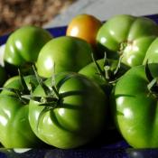 Pomodori verdi sott'olio